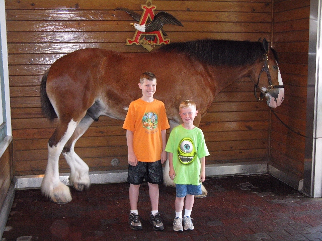 Clydesdale
